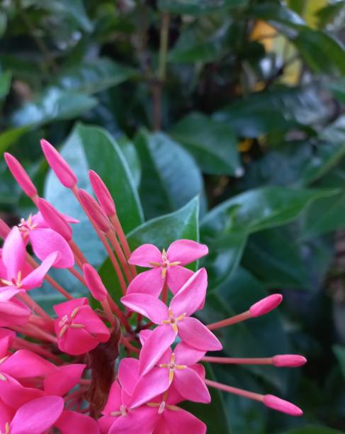 Ixora Flower Plants (Pink) – RoyalsPlant