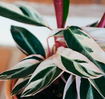 Calathea Plant