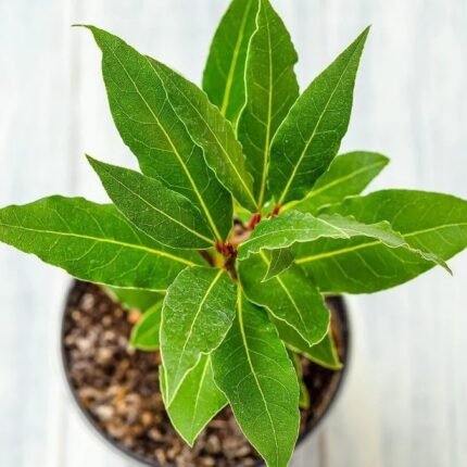 Bay Leaf Plant