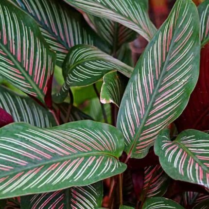 Calathea Plant