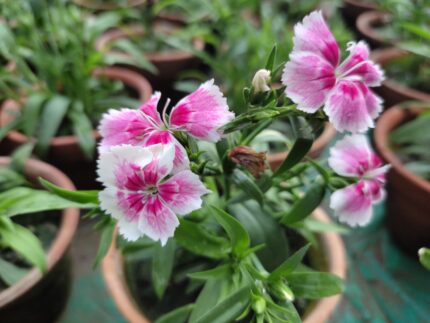 Dianthus Winter Flower Plant