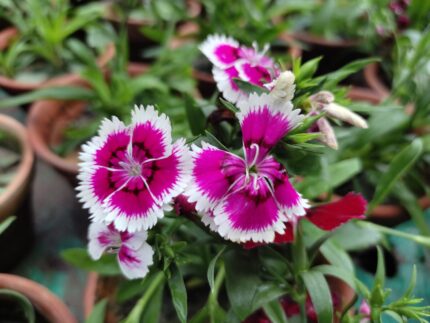 Dianthus Winter Flower Plant