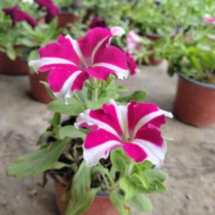 Petunia Winter Flower Plant