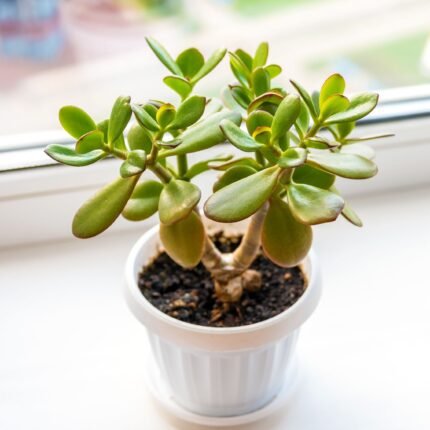 Jade Plant