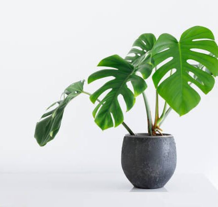 Philodendron Plant