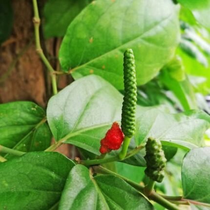 Long Piper ( Piple ) Plants