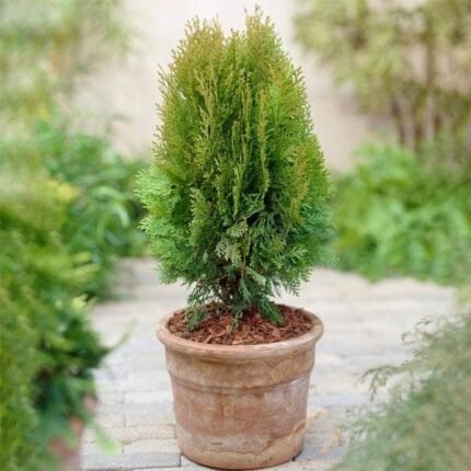 Oriental Arbor Vitae Plant