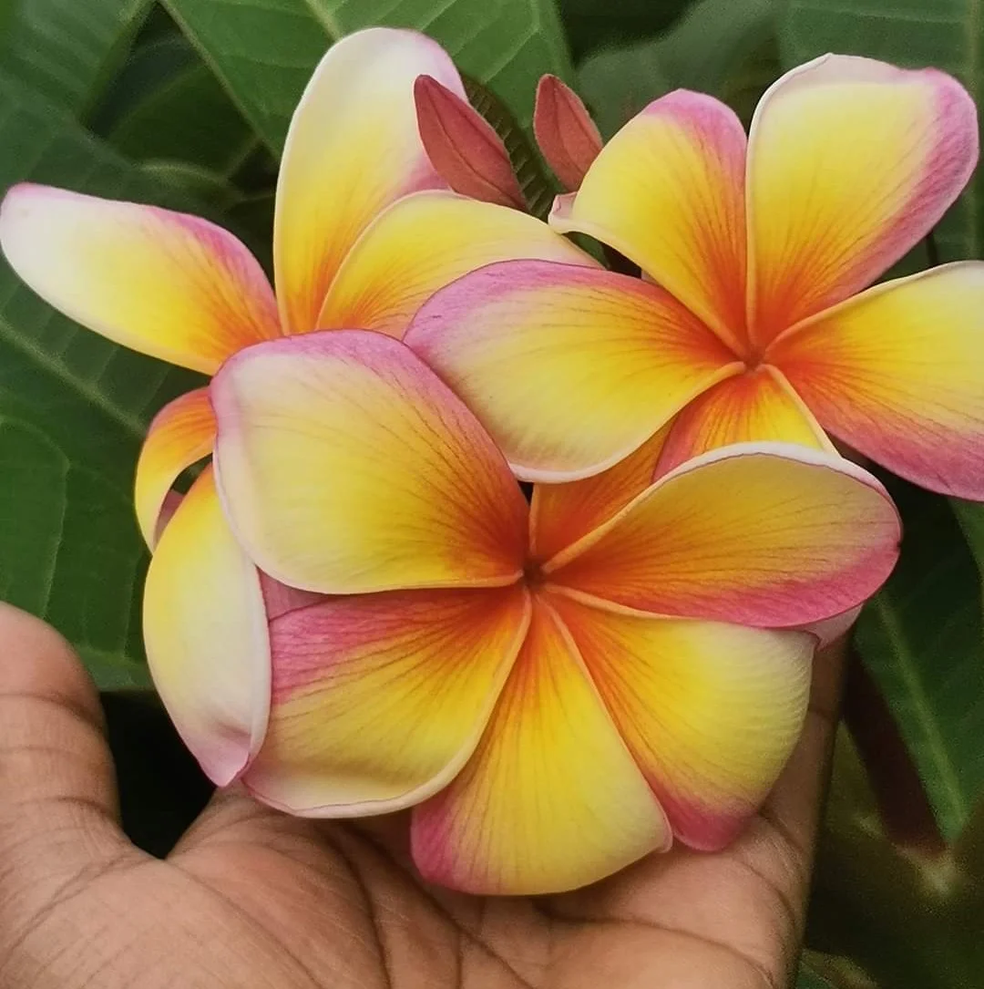 Dwarf Varitey Pulmeria Flower Plant – Royals Plant