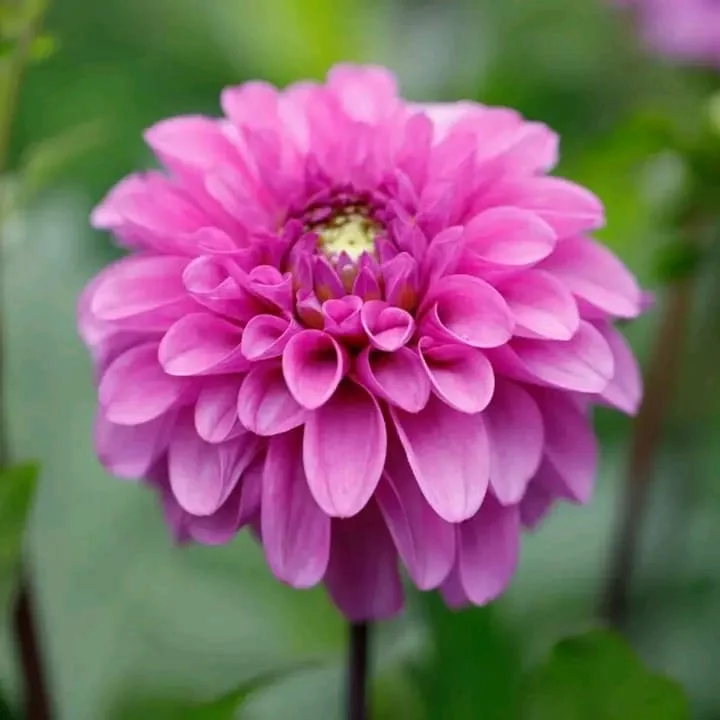 Dahlia Flower Plant - Purple  Royals Plant