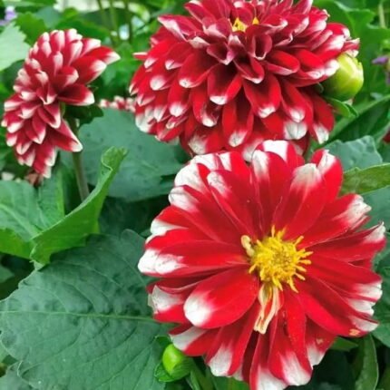 Dahlia Flower Plant - Verigated White & Red
