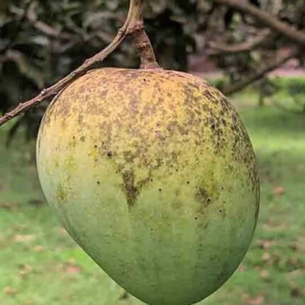 Himsagar Mango | Grafted Fruit Plant
