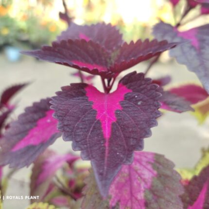 Coleus (Pata Bahari) Plant
