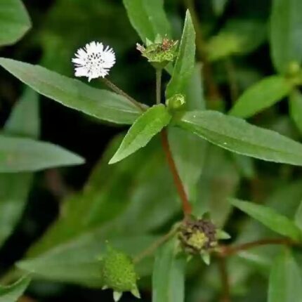 Bhringraj Herbal Plant