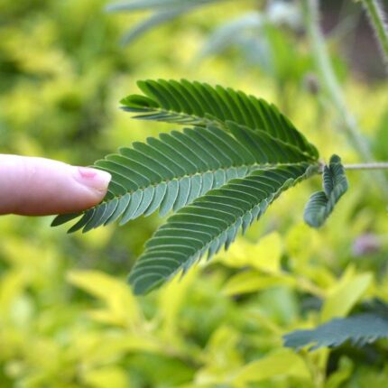 Mimosa Pudica - Sensitive Plant