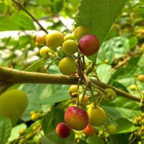 Thai Varitey Phalsa Fruits Plant - RoyalsPlant