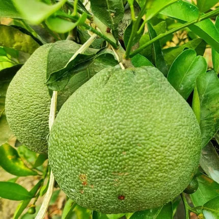 Vietnam Malta Grafted & Hybrid Lemon Fruit Plant