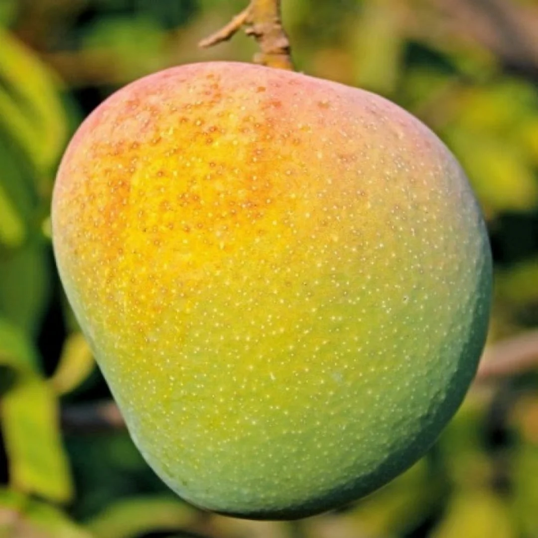 Keshar_Mango_(1)