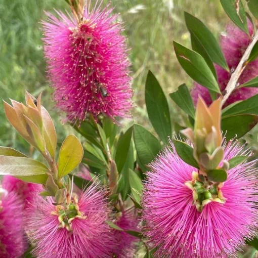 Dwarf Varitey Bottle Brush Flower Plant - Purple  Royals Plant