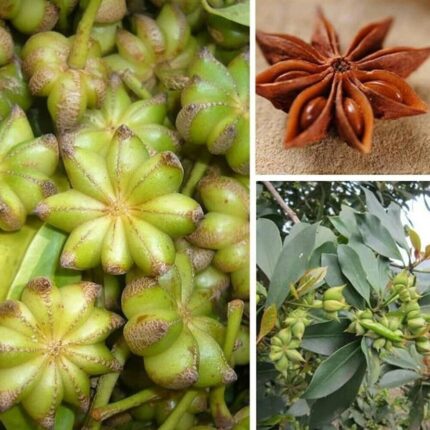Star Anise - Illiciales Species Live Plant