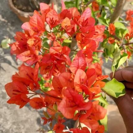 Jakirana - Bougainvellia Flower Plant - Orange