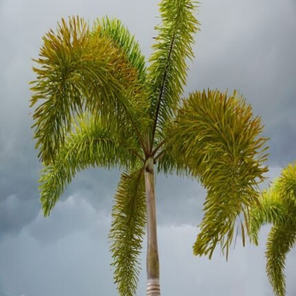 Foxtail Plamm Live Plant_Wodyetia Bifurcata