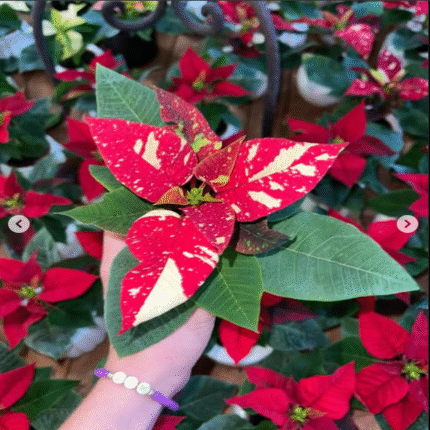 Verigated Poinsettias (Pata Bahari) Live Plant