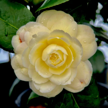 Camellia Flower Plant (Yellow)