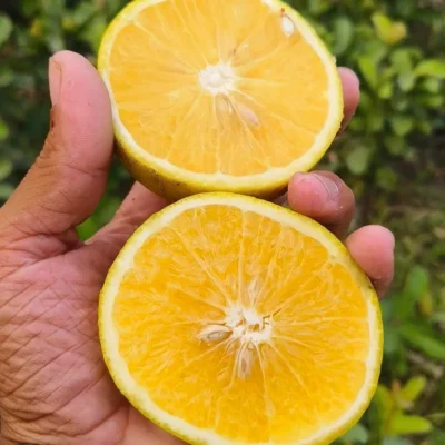 Alltime Yellow Malta Grafted & Hybrid Fruit Plant