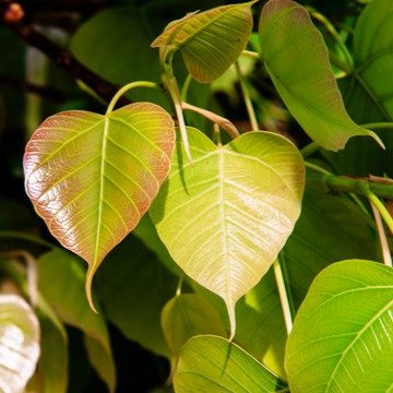 Peepal_(Ashwath) - Live Plant