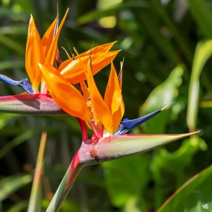 Bird Of Paradise Flowering Plants