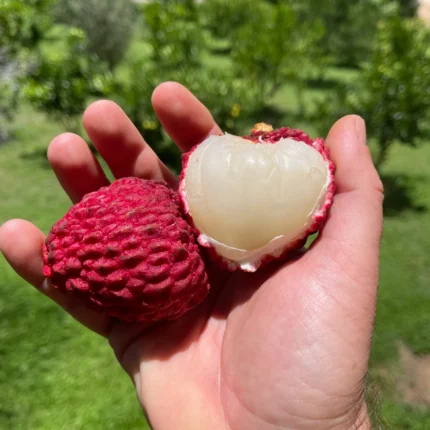 Gaint Litchi Grafted Fruit Plant (Lychee)
